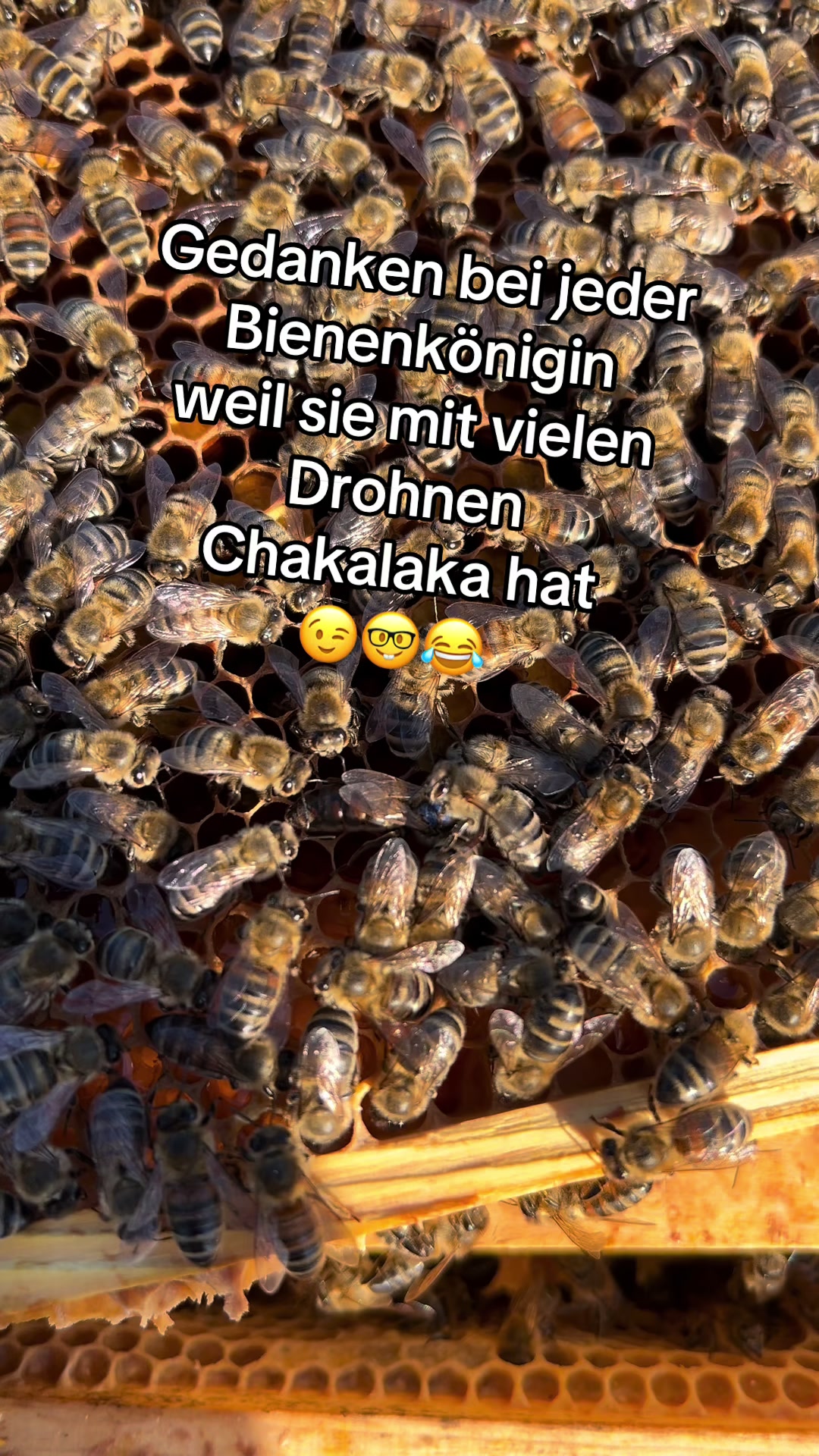@🅼🅾🆁🅴❹BEES