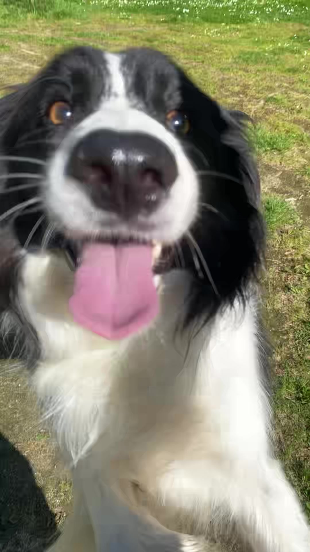 @PacoPacoPaco_le_chien
