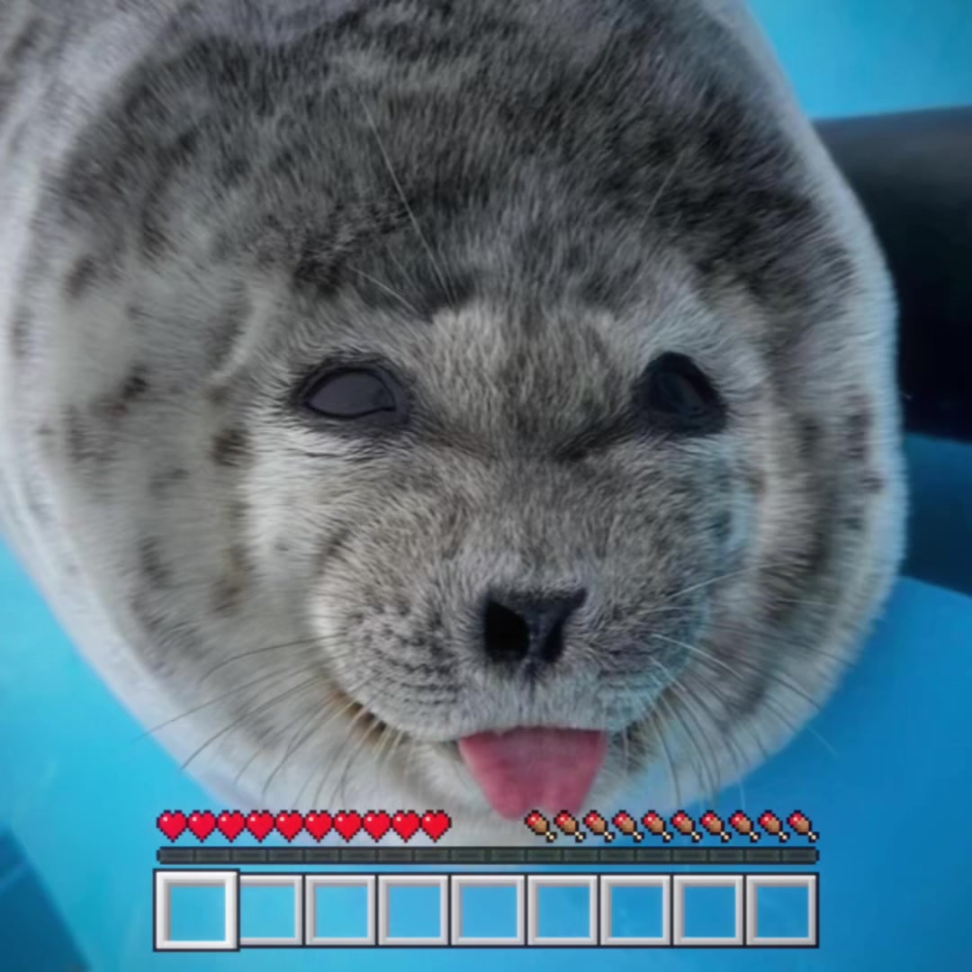@seal lover 🦭⋆˚꩜｡⋆˚🩵