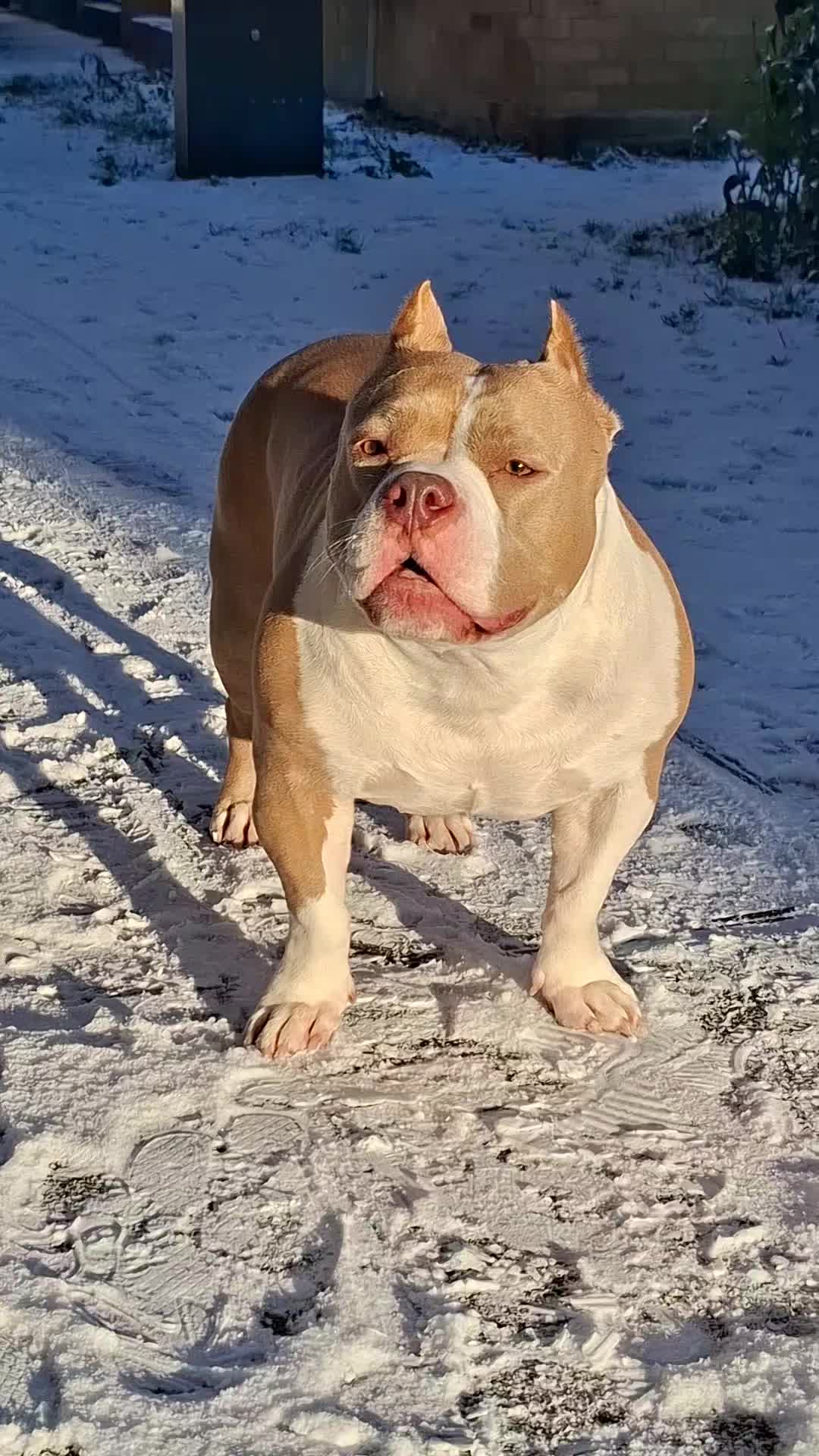 @🐾BULLY💗MOM🐾