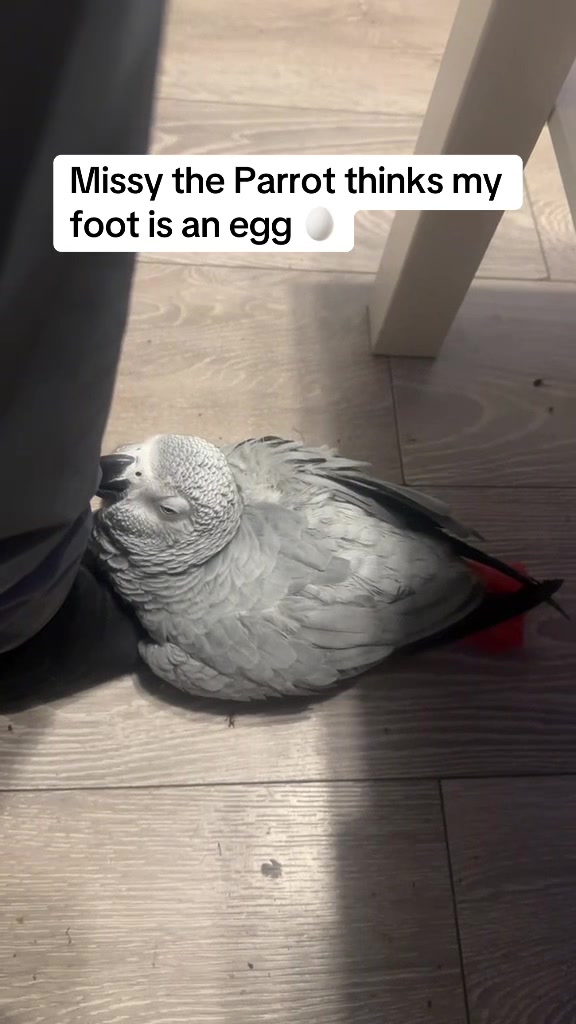 @Norman and Missy the Parrot