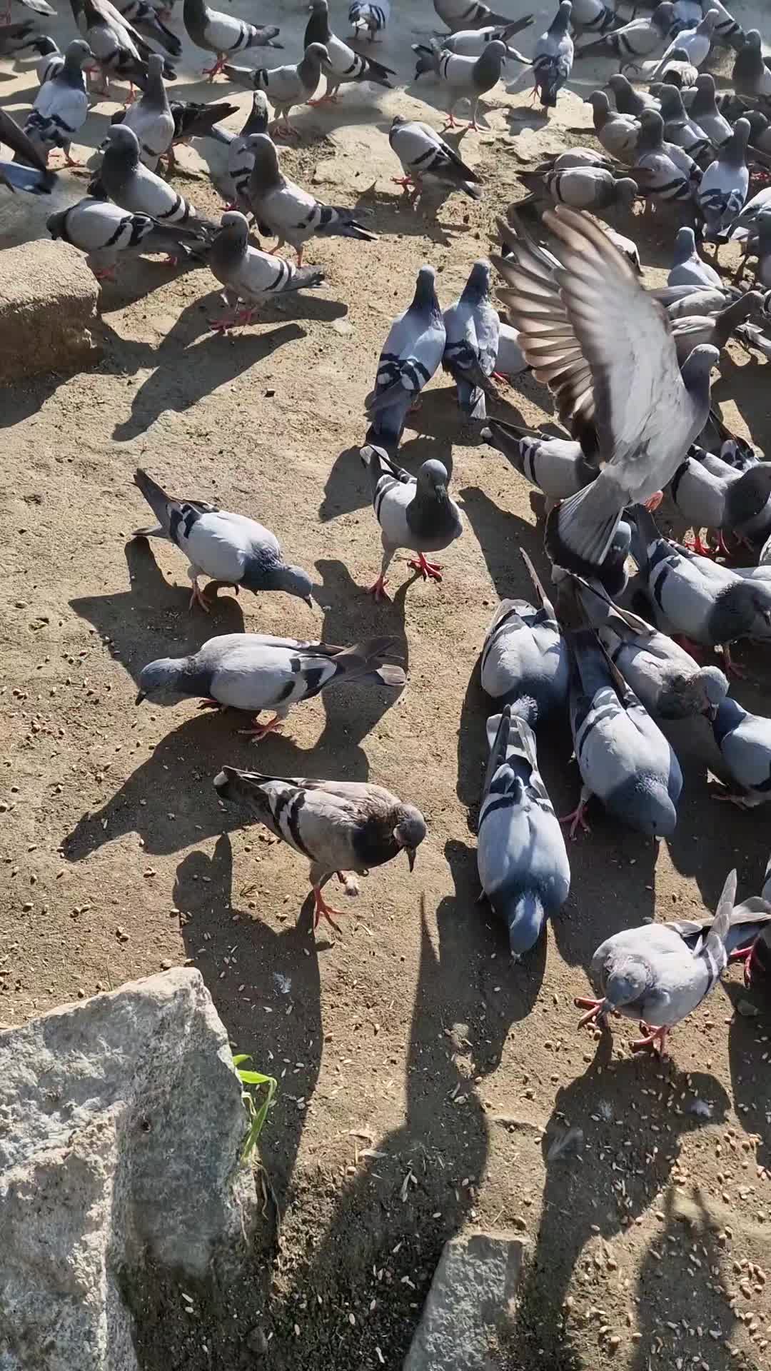 @Mohammad Ramzan