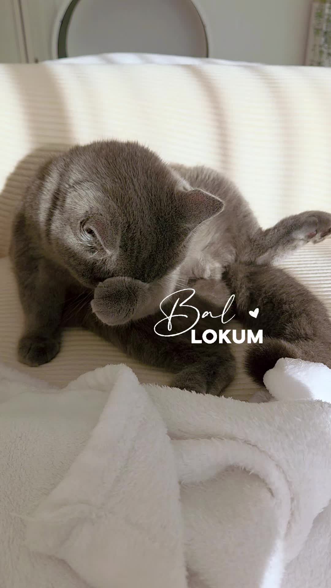 @1Anne ❤️ 1Lokum ❤️