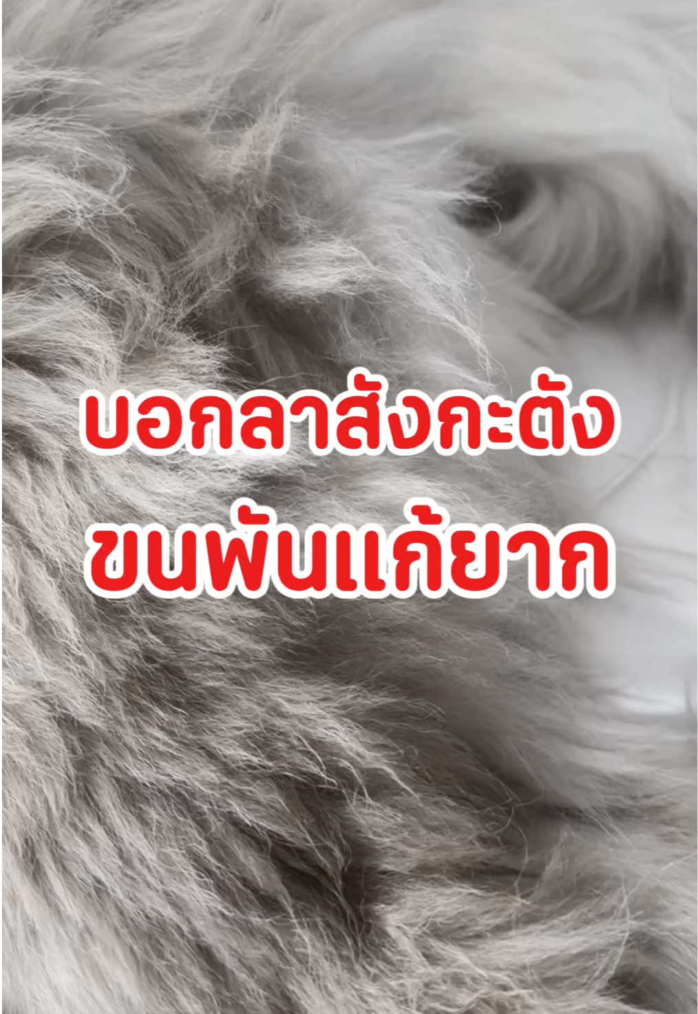 @Joommeng Mee Arai