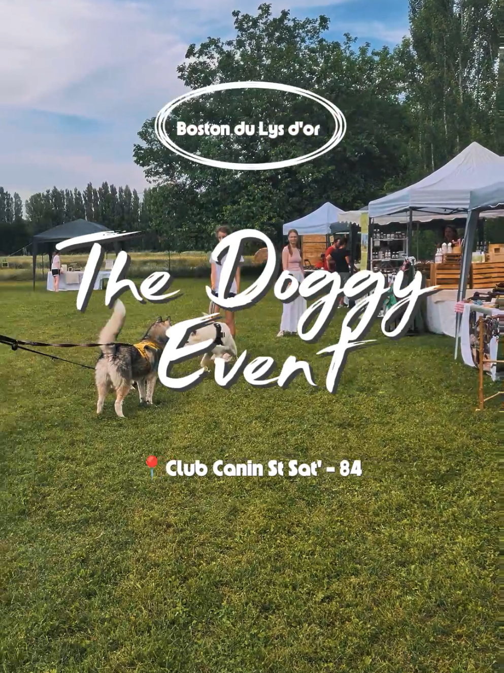 @Pomsky du Lys d'or