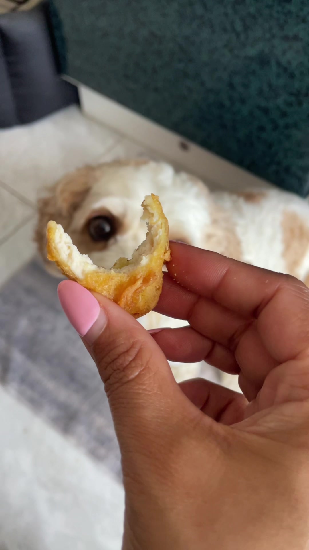@My Cavachon