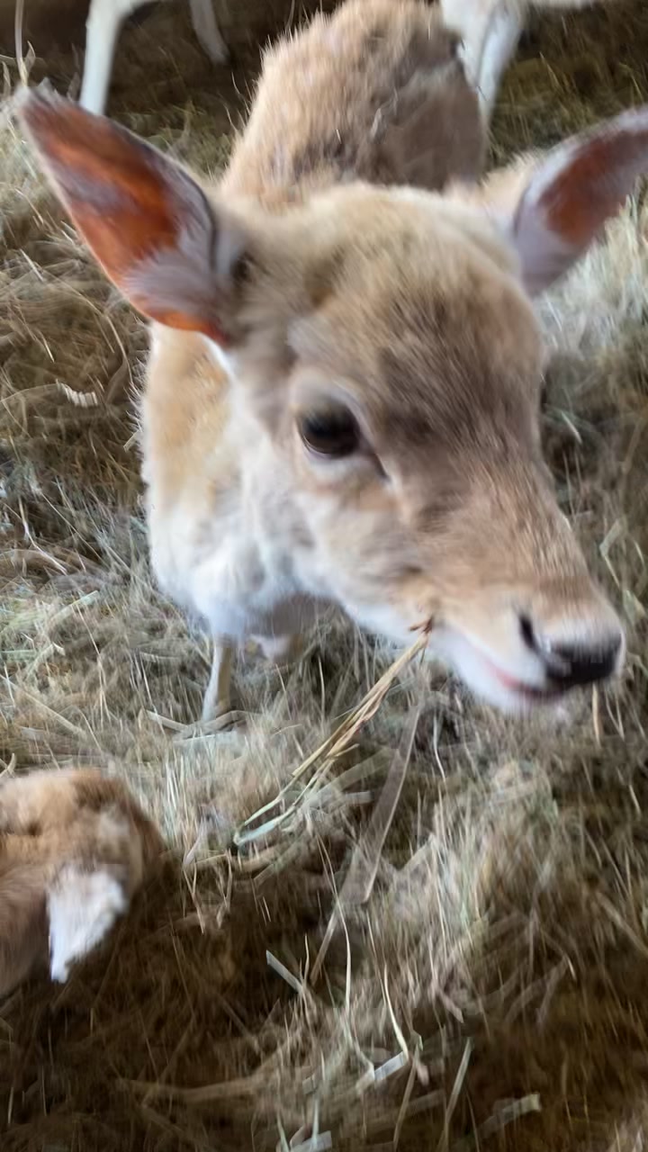@Boo__Farm