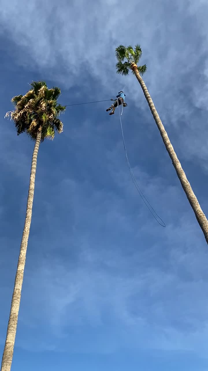 @fidel_treeexperts