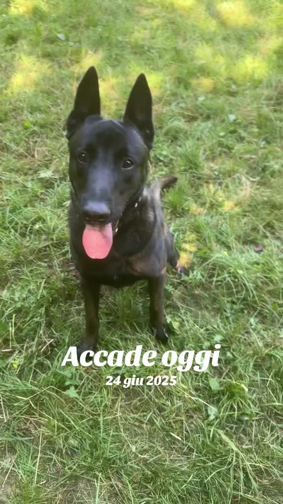 @ULLR&HEL Malinois