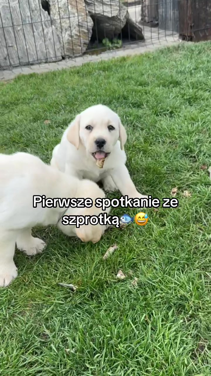 @Moonlife -Labrador Retriever