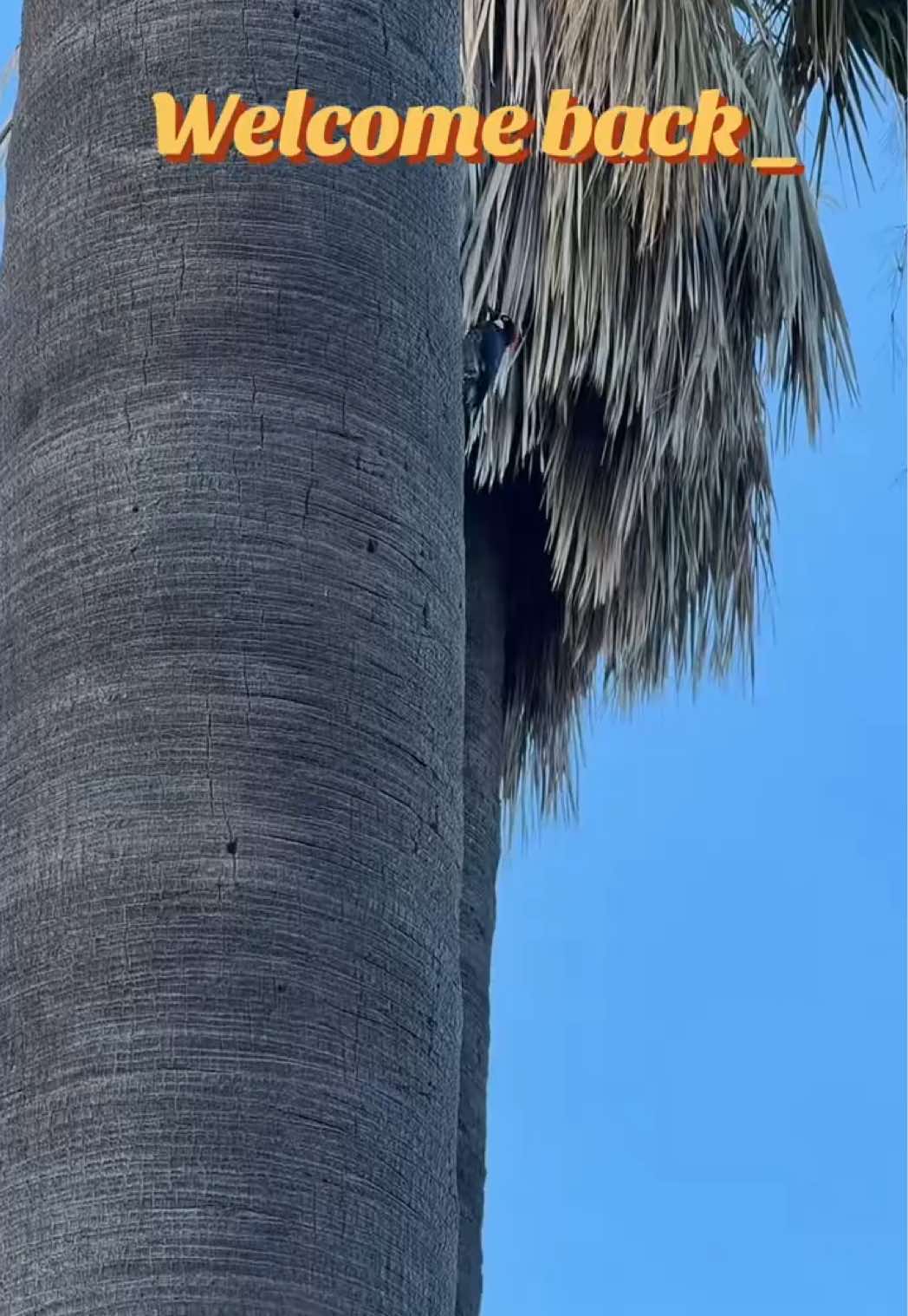 @V I V I