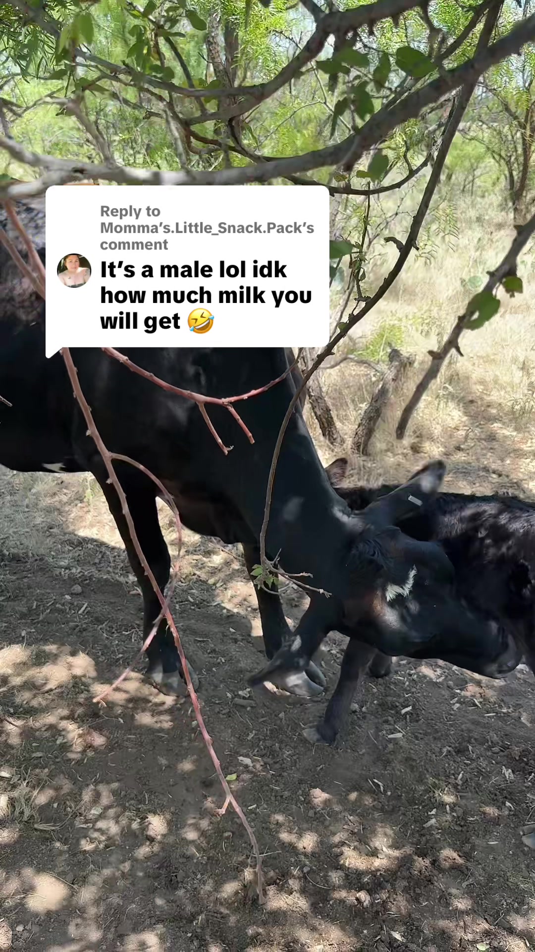 @TheLittleFarmon36