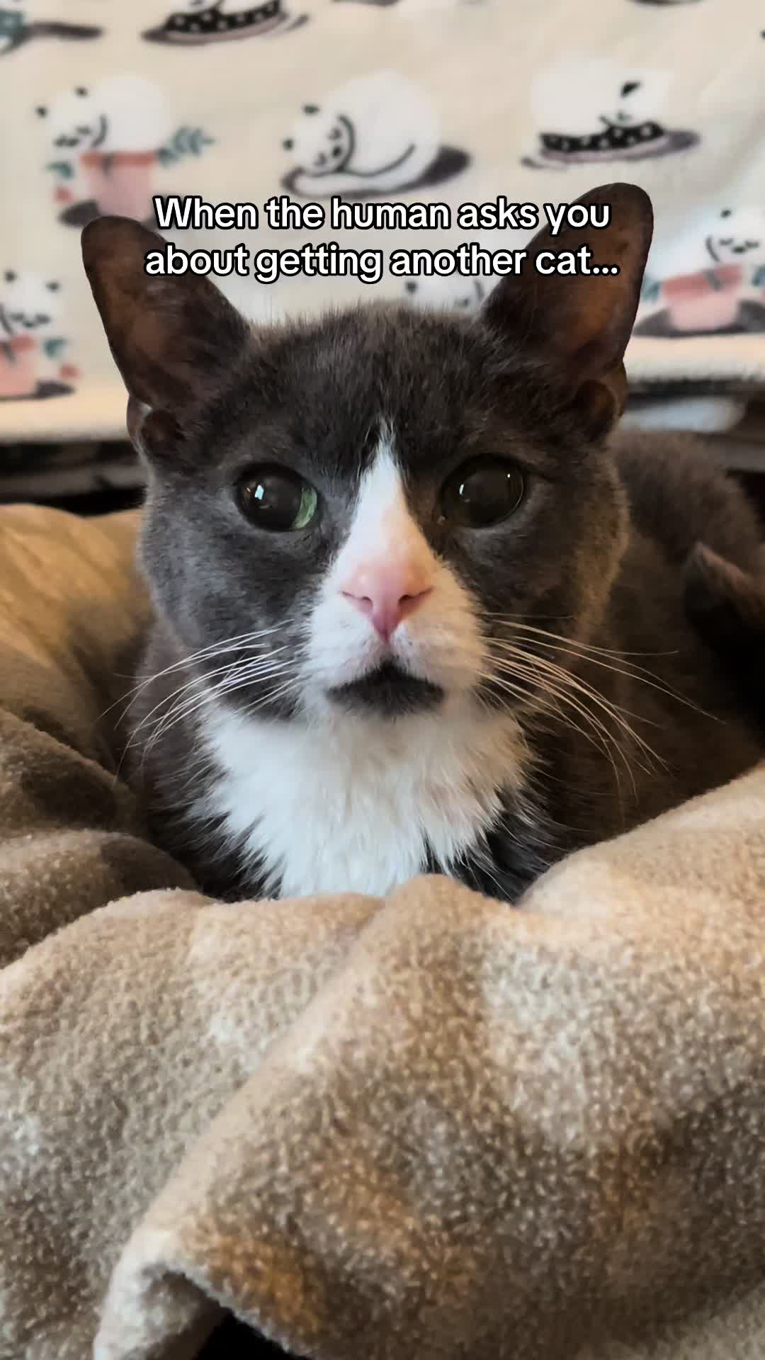 @Trixie the Tuxie