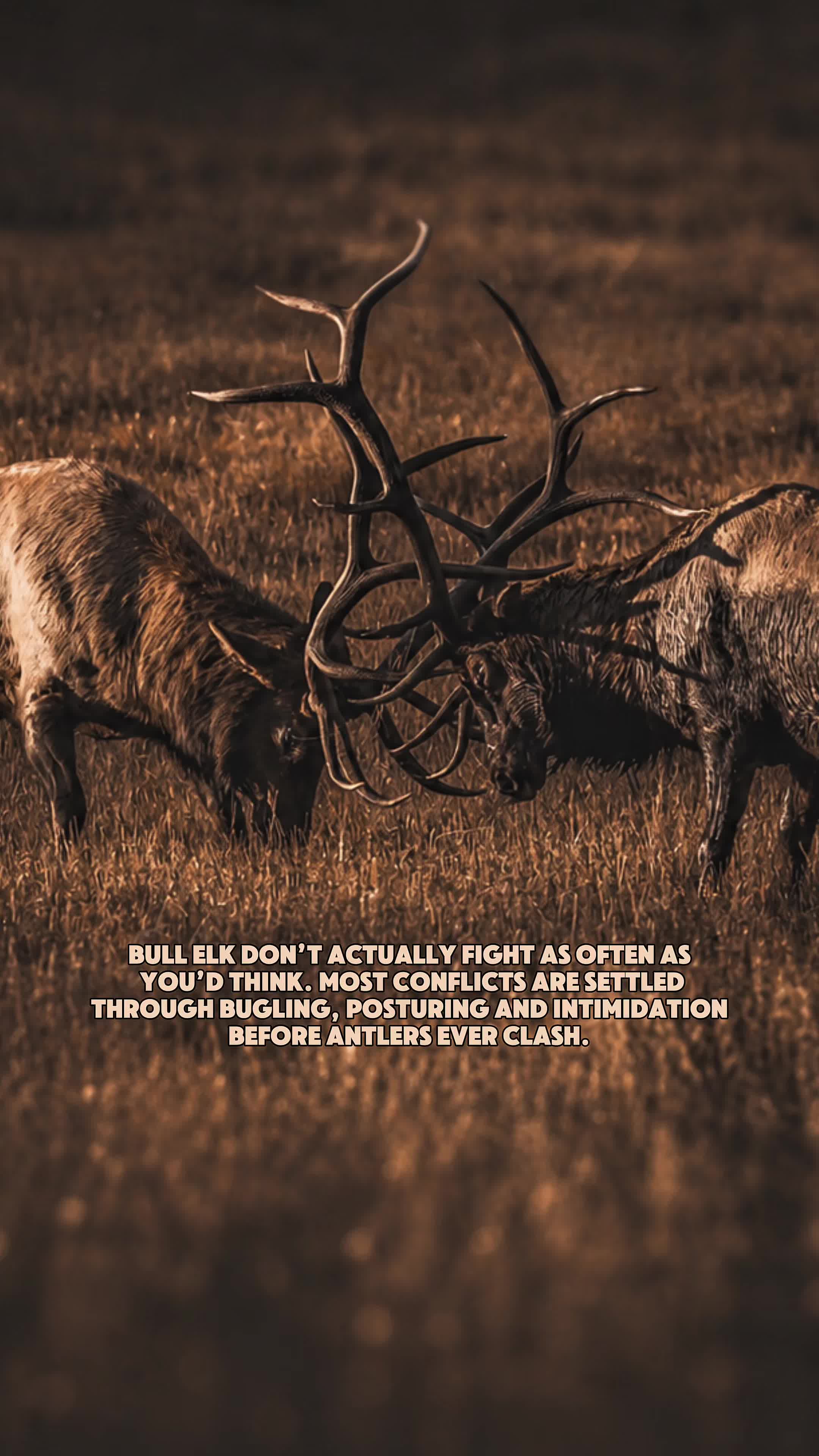 @Wild Born Outdoors - Saxton