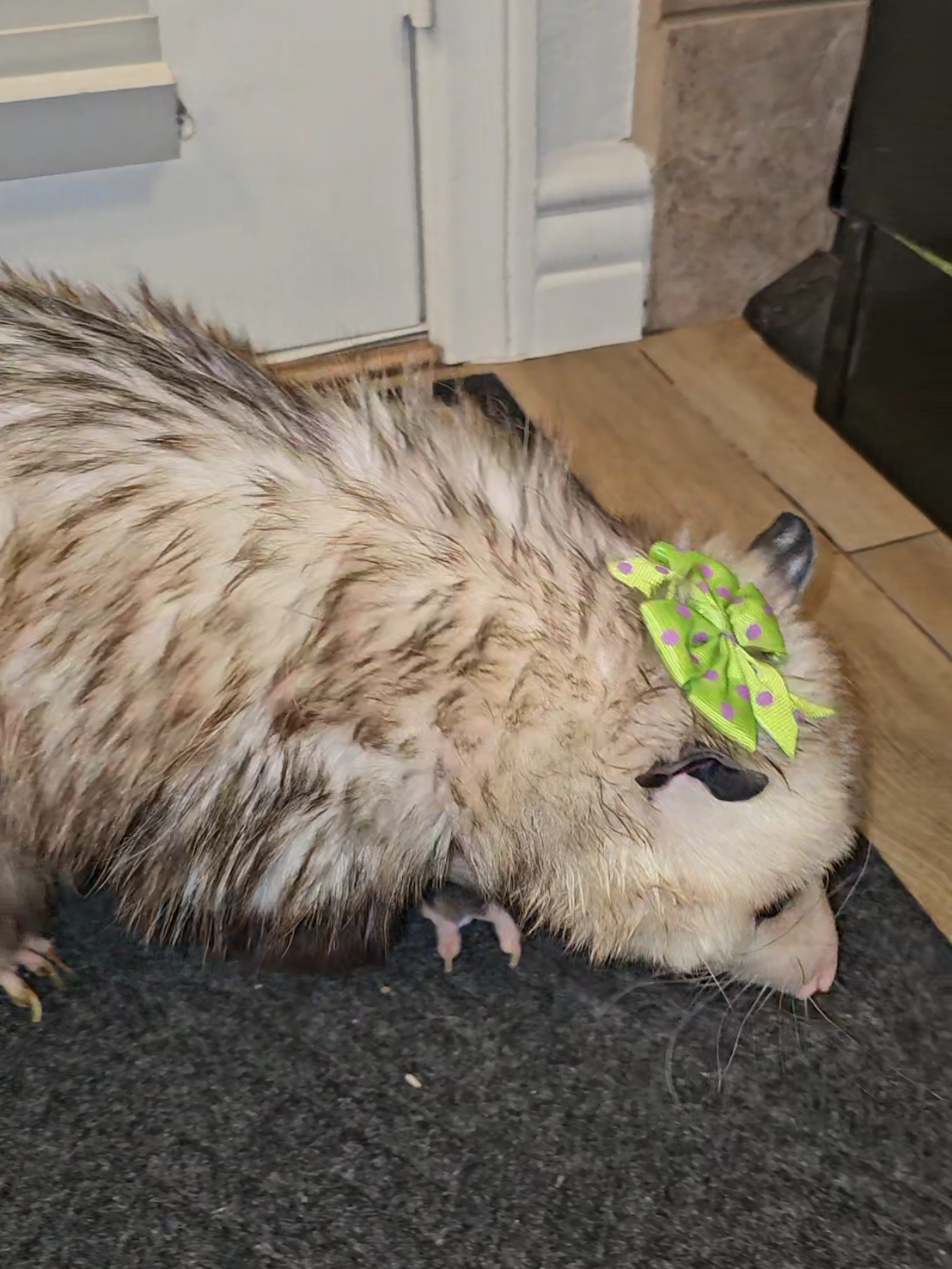 @OPOSSUMDAWGMOM