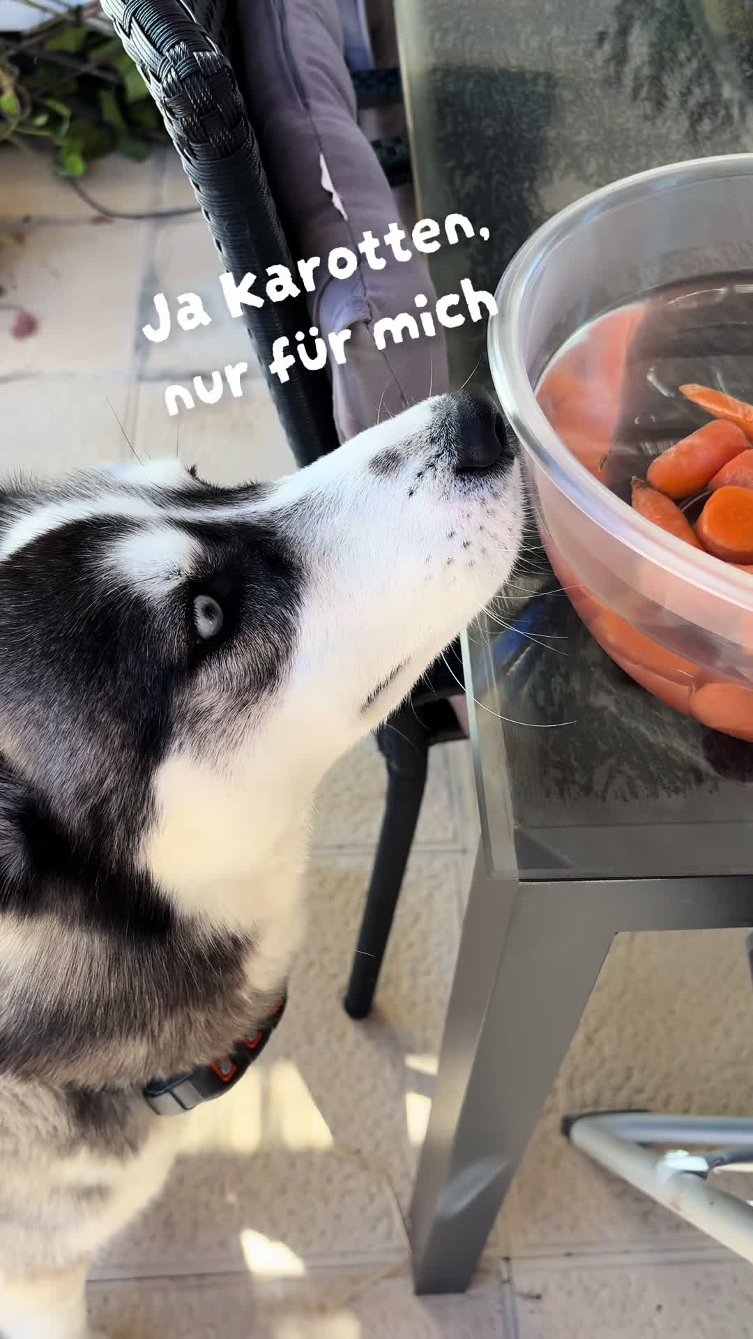 @HuskyShow