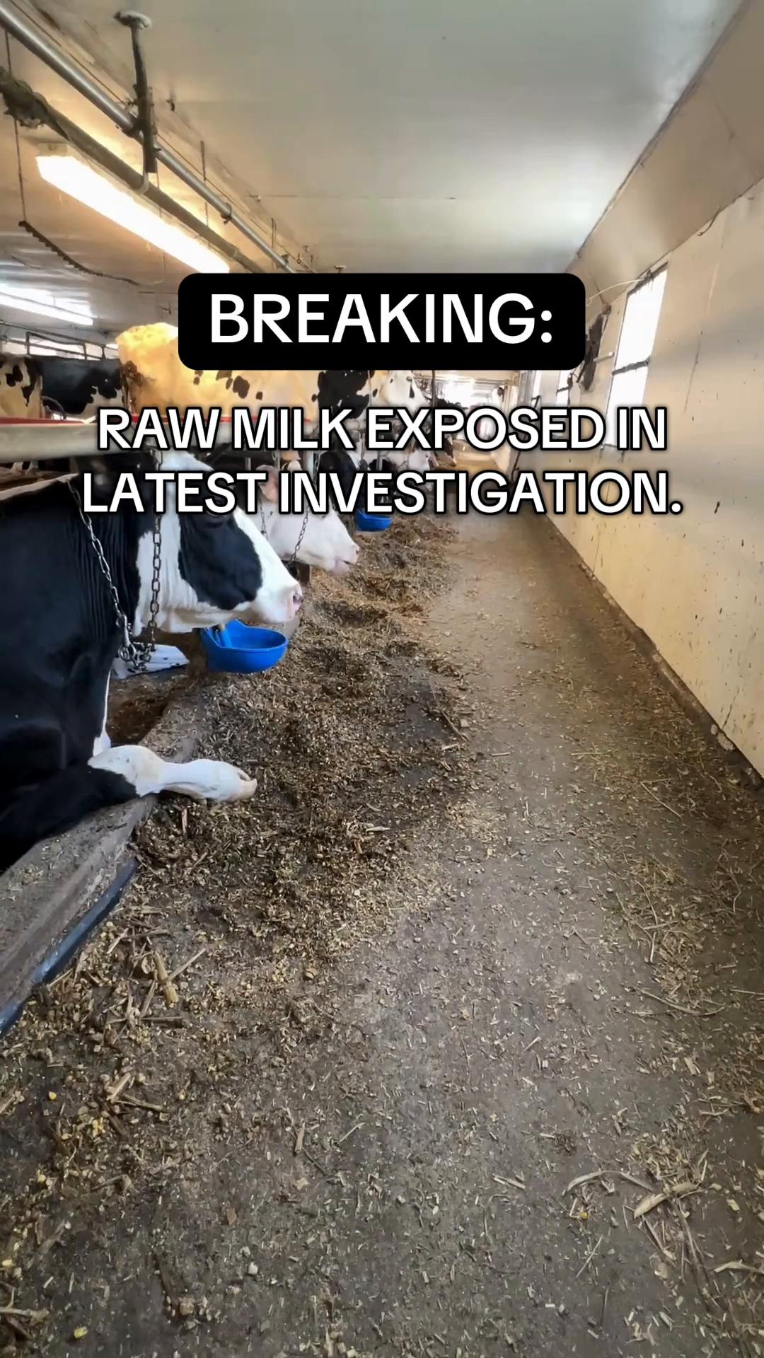 @Animal Outlook