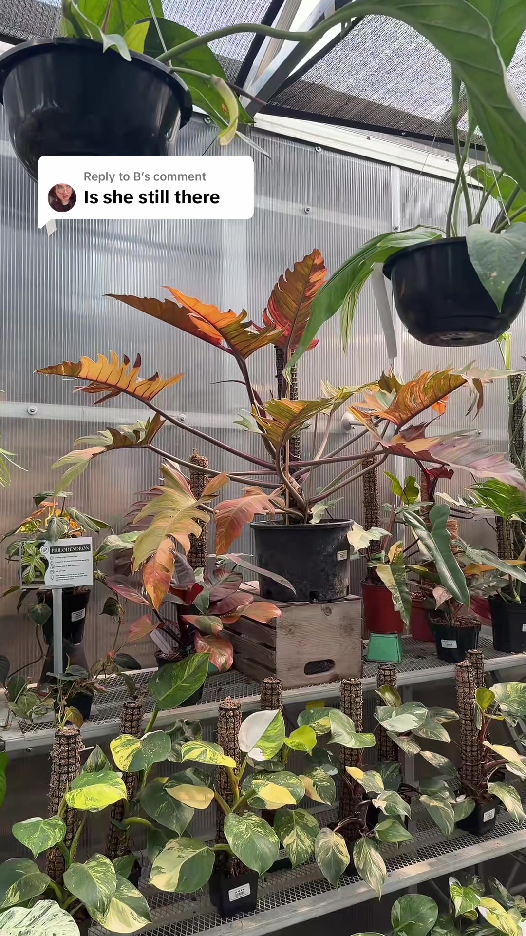 @Down to Earth Tropicals