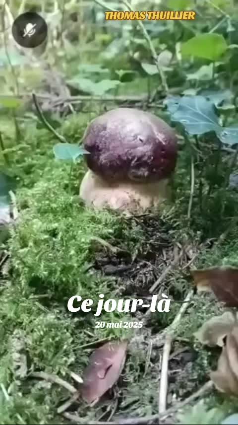 @Dan 🍄🟫 Le Champologue