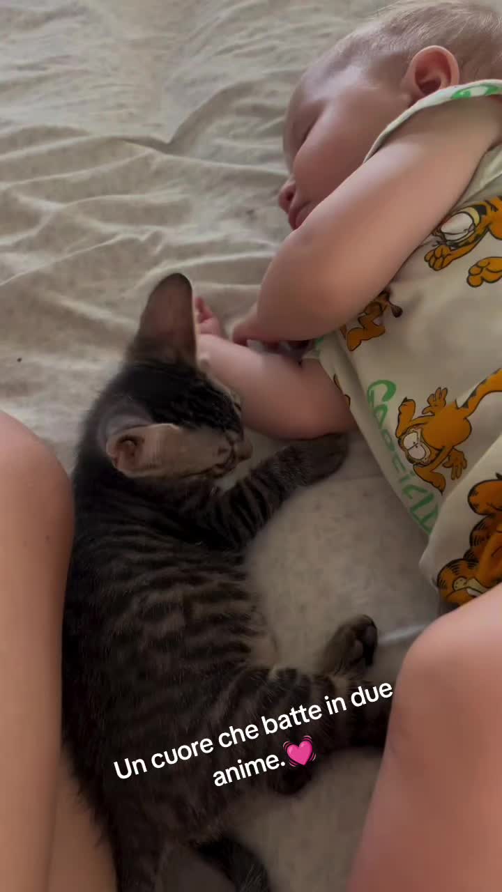 @cuore.animale