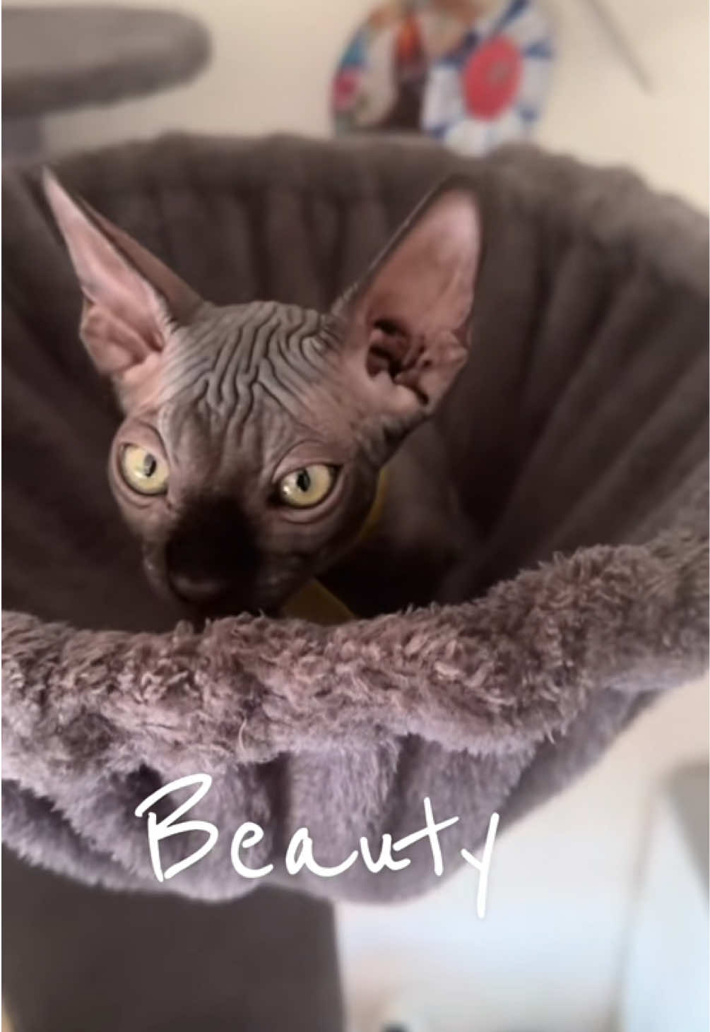 @vanilleetbeerus