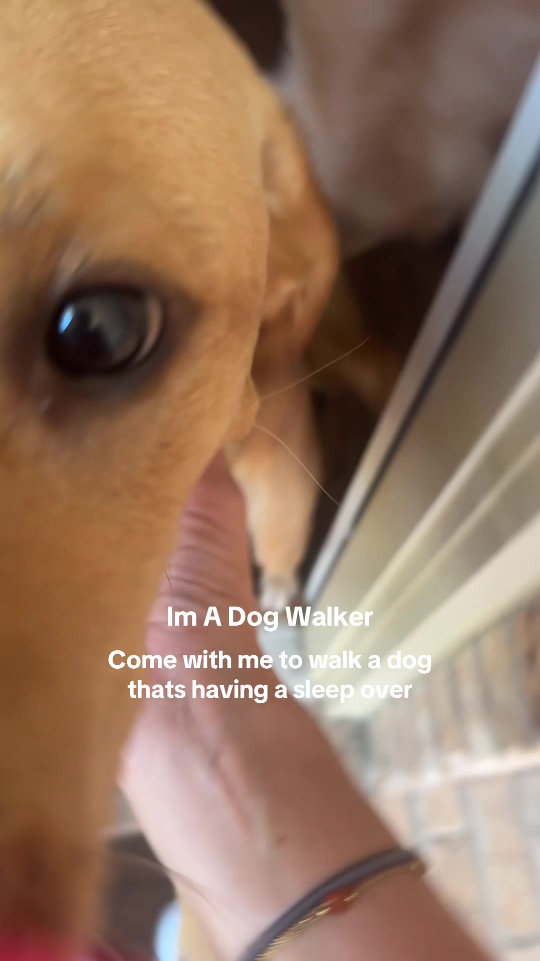 @dallasdogwalker