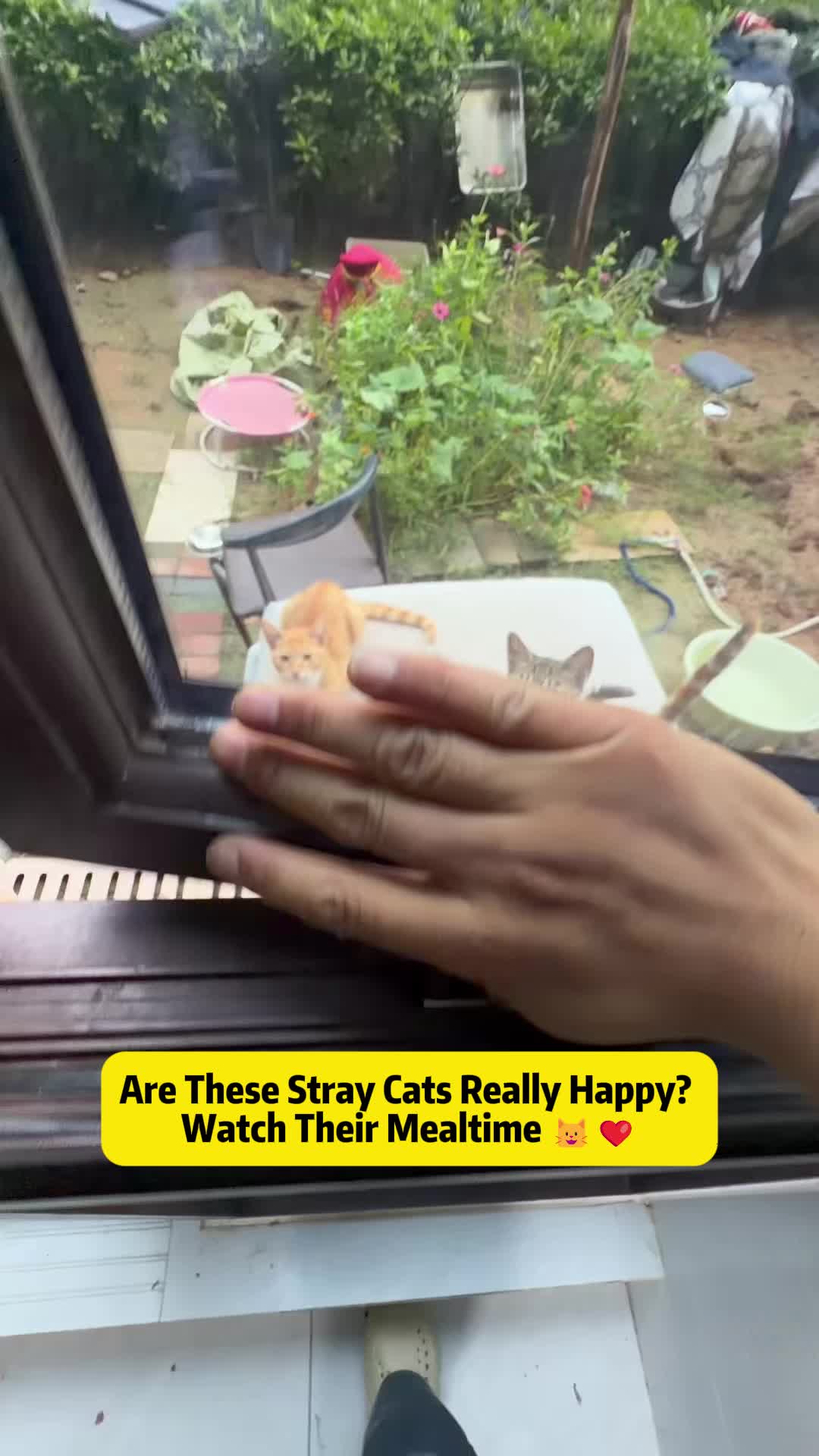 @Stray Cat Talkz