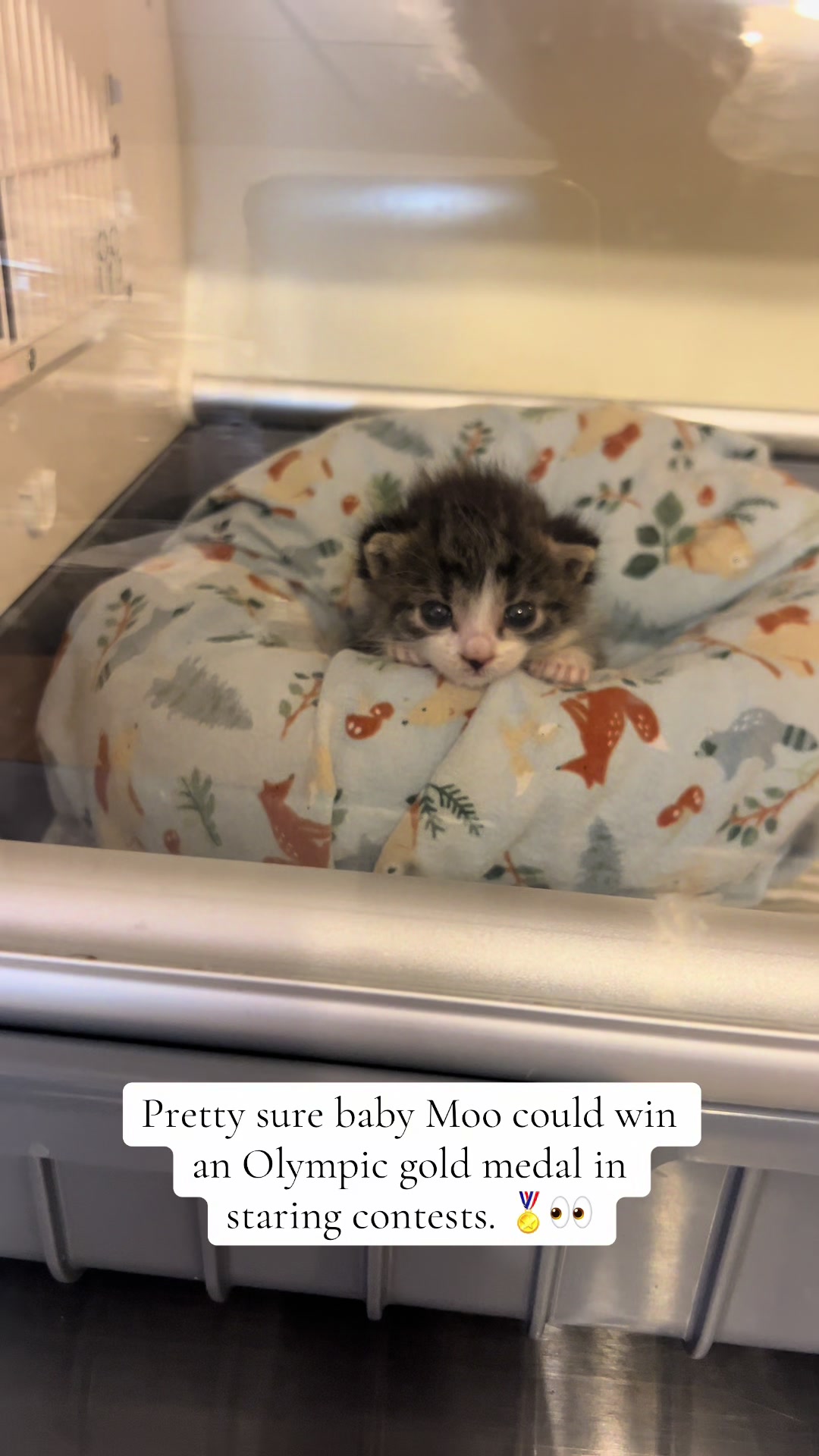 @Kitten.mama