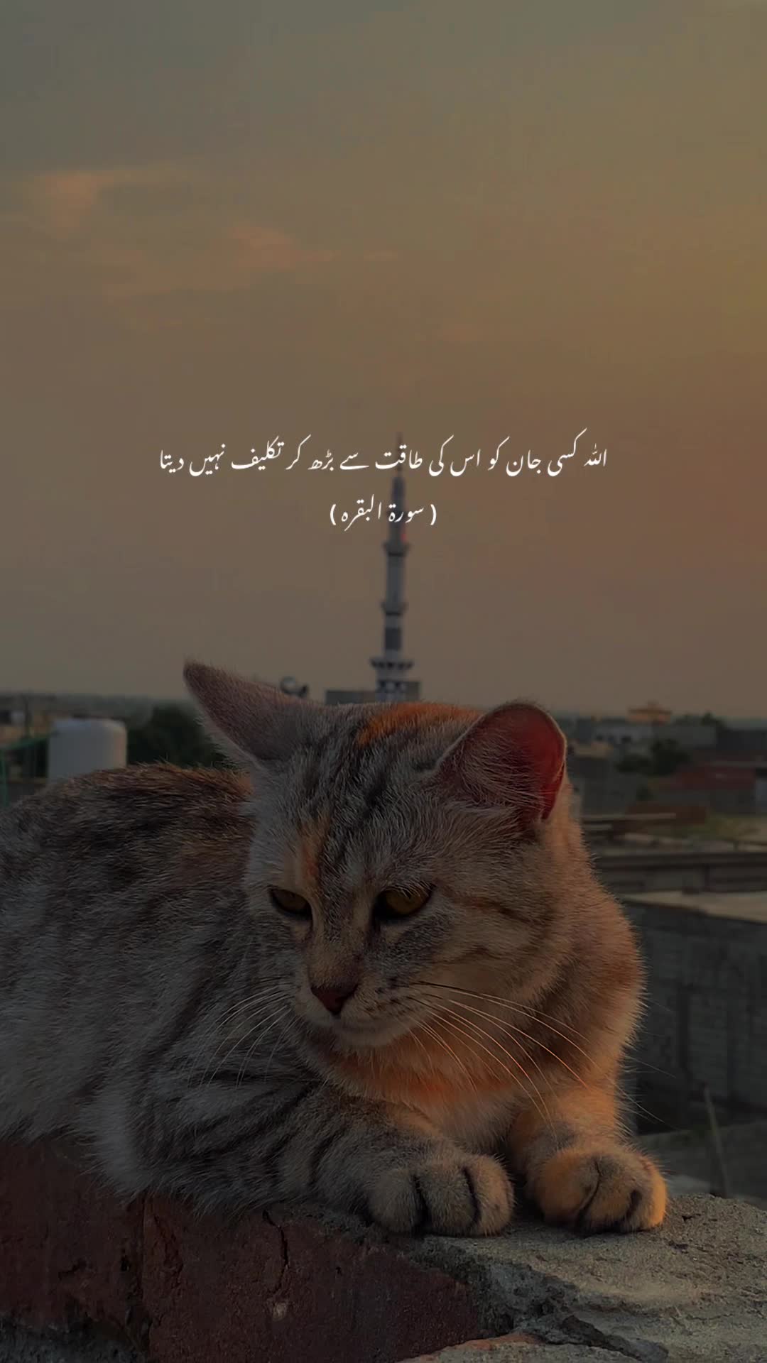 @𝙏𝙖𝙡𝙝𝙖 𝟐🫀❤️&zwj;🩹