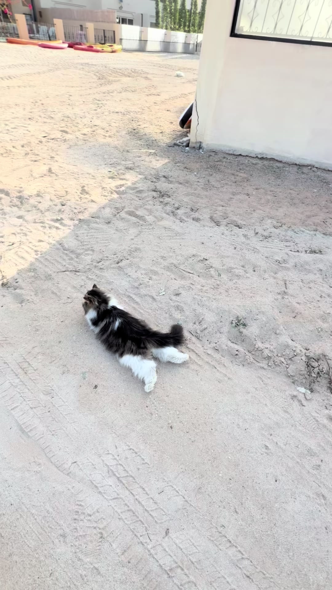 @thezenkitty