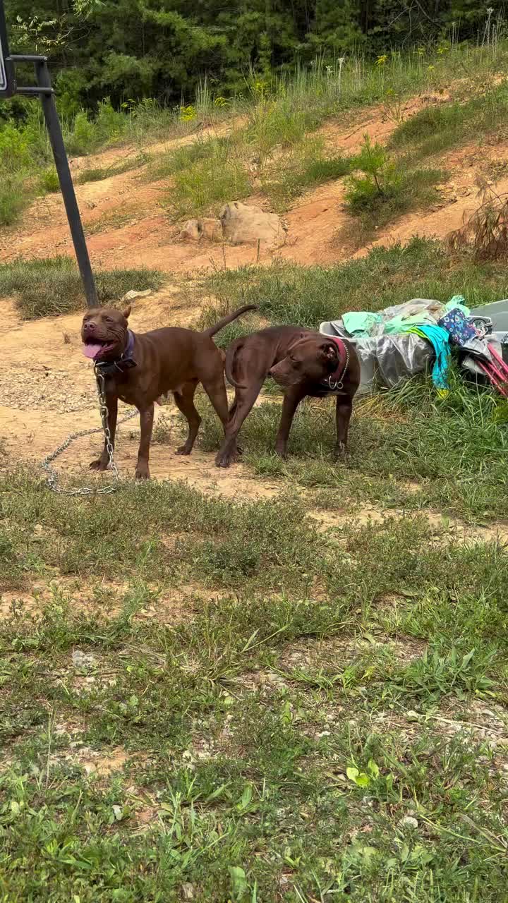 @WorldGoneMadKennels