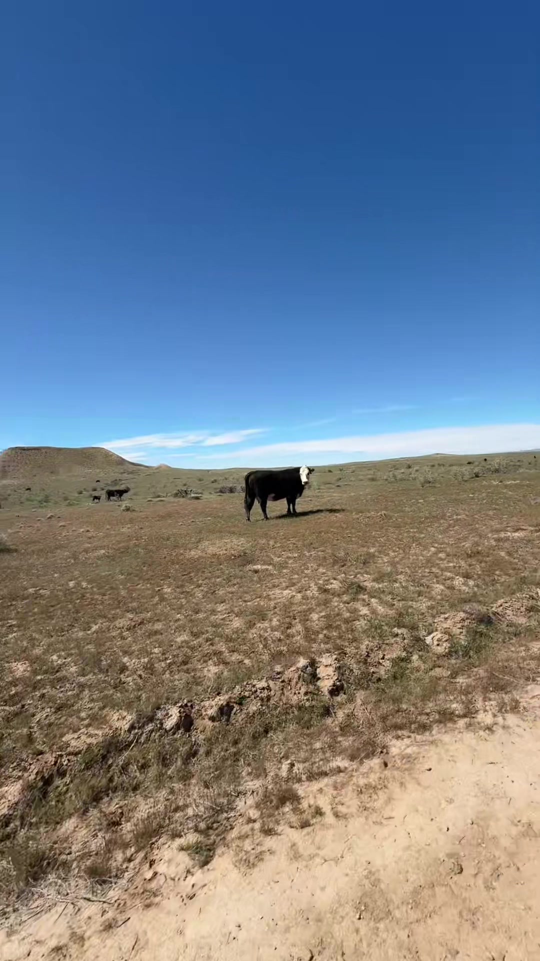 @Cookie likes to ride