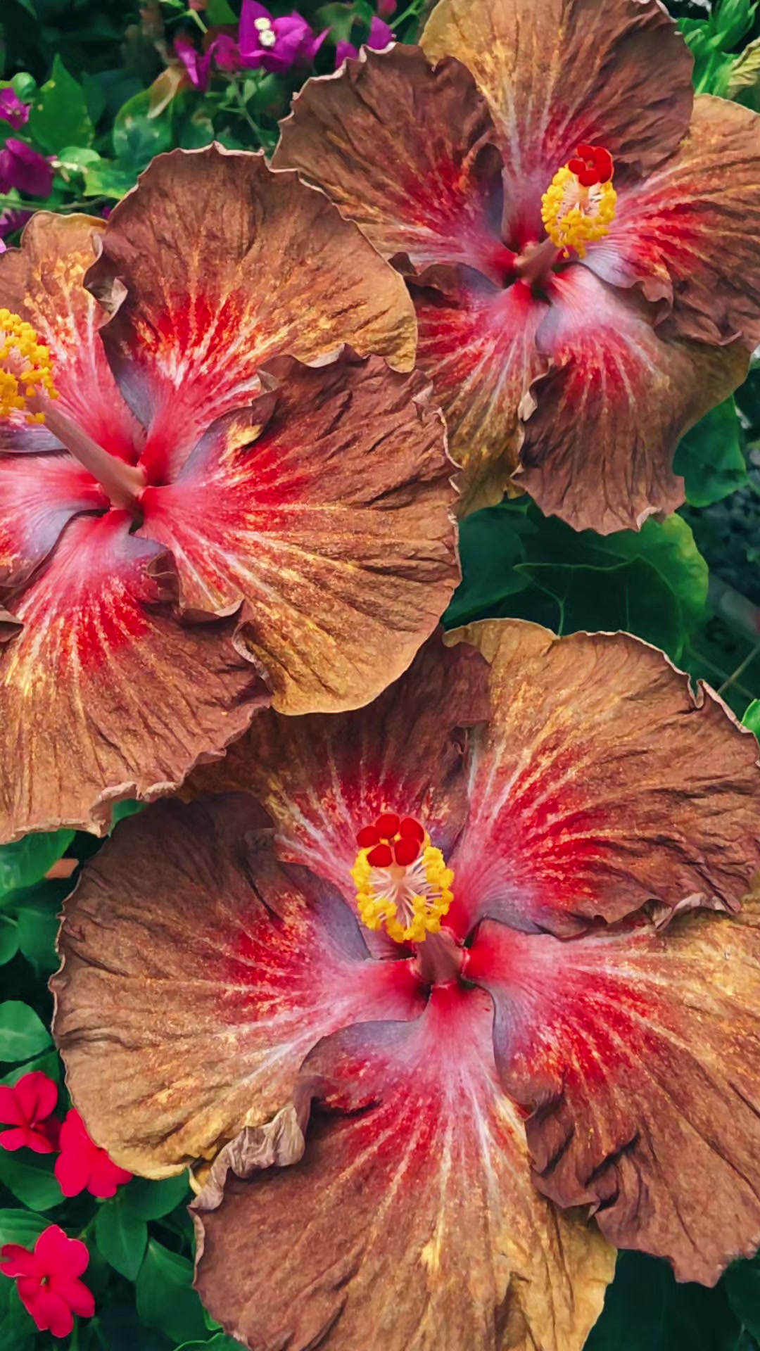 @Mi Flowers❤️