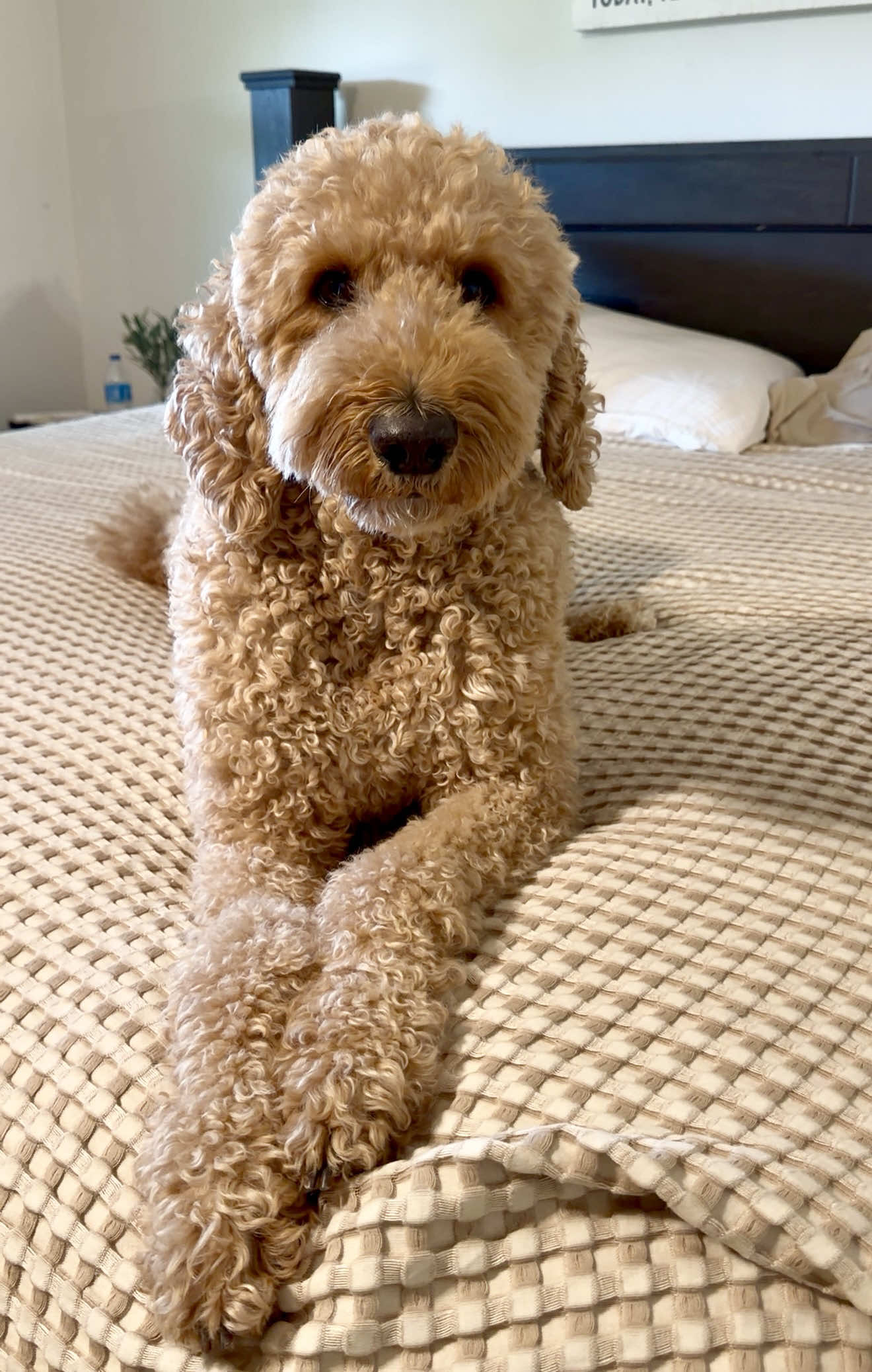 @doodle.mami.aimee🤍🐾