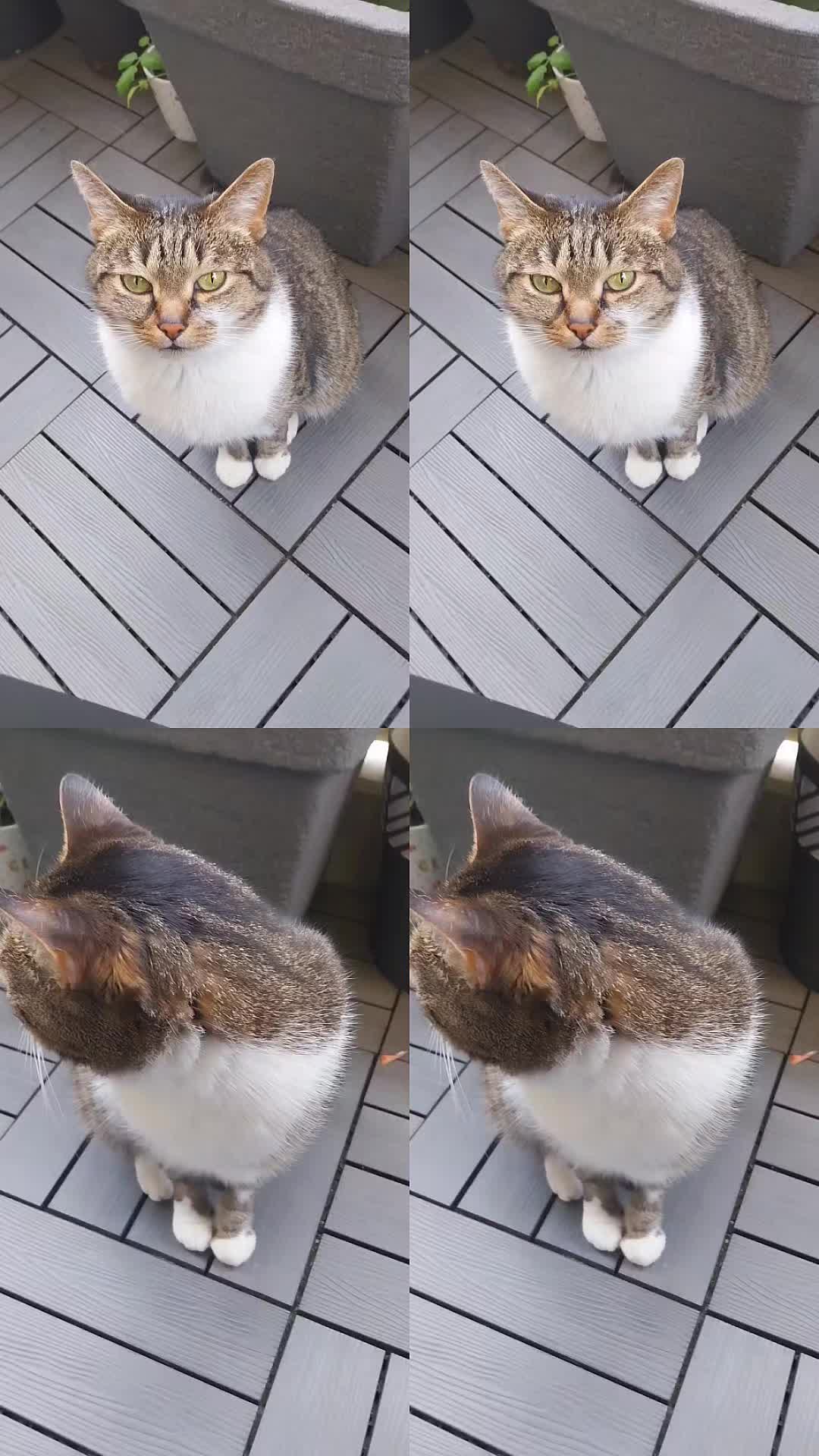 @Scotty🐱🐾🐱🐾 🐱🐾🐱🐾🐱🐾