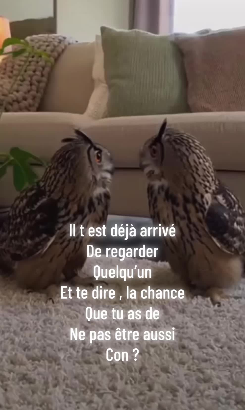 @hibou débrouillard