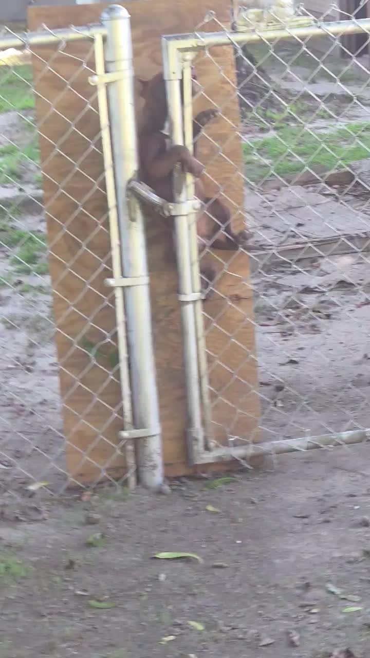 @WorldGoneMadKennels