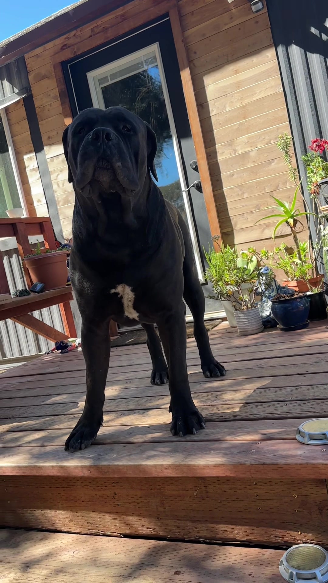 @Bigfoot Boerboels