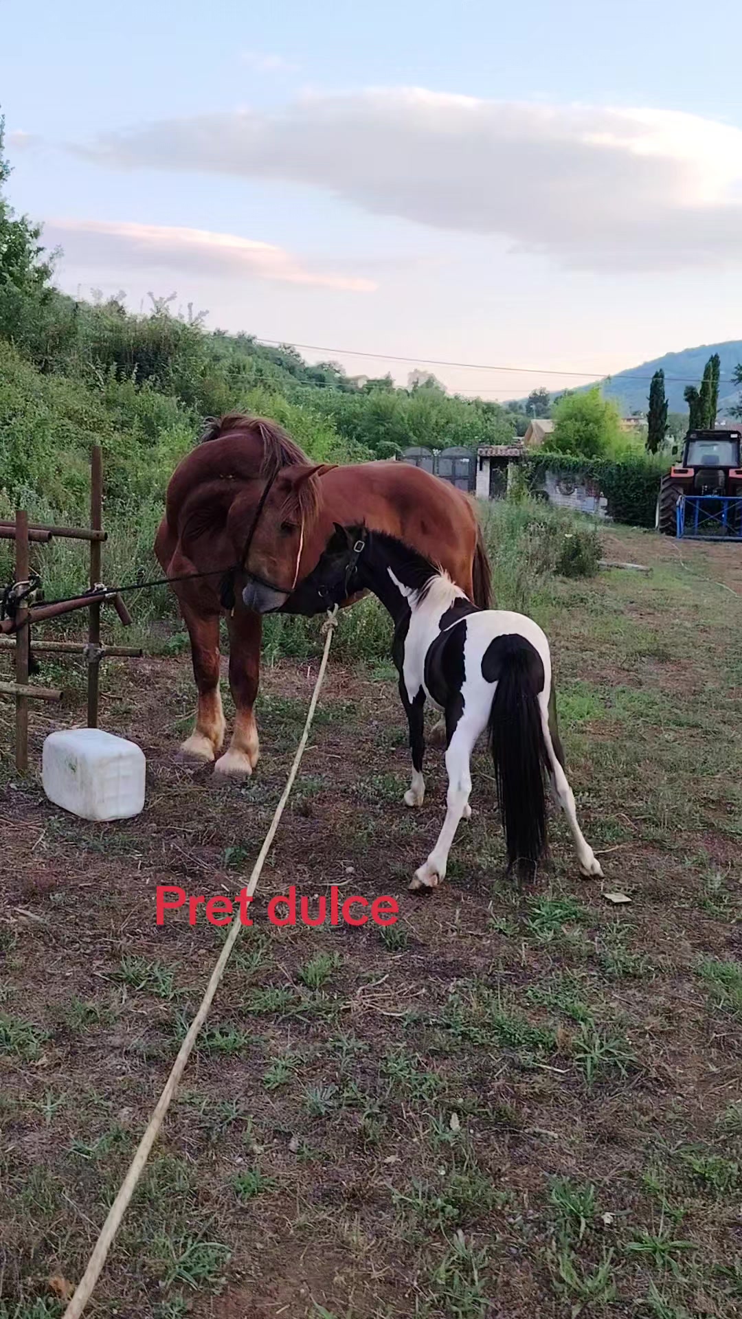 @Olaru Alex