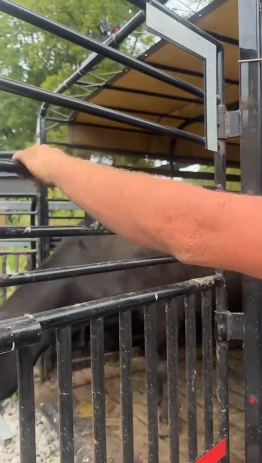 @tripleclivestock