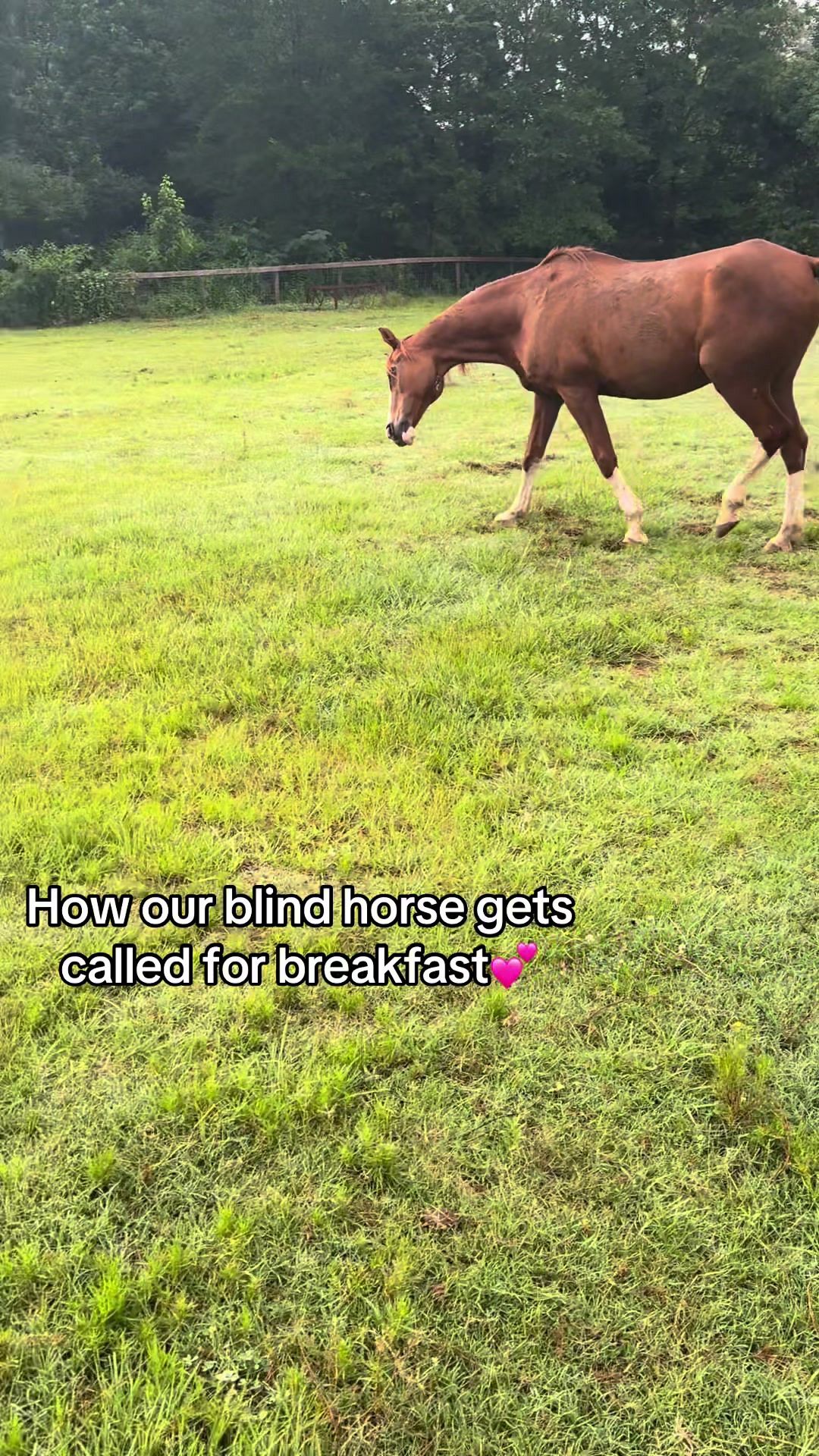@Cedarhill Animal Sanctuary