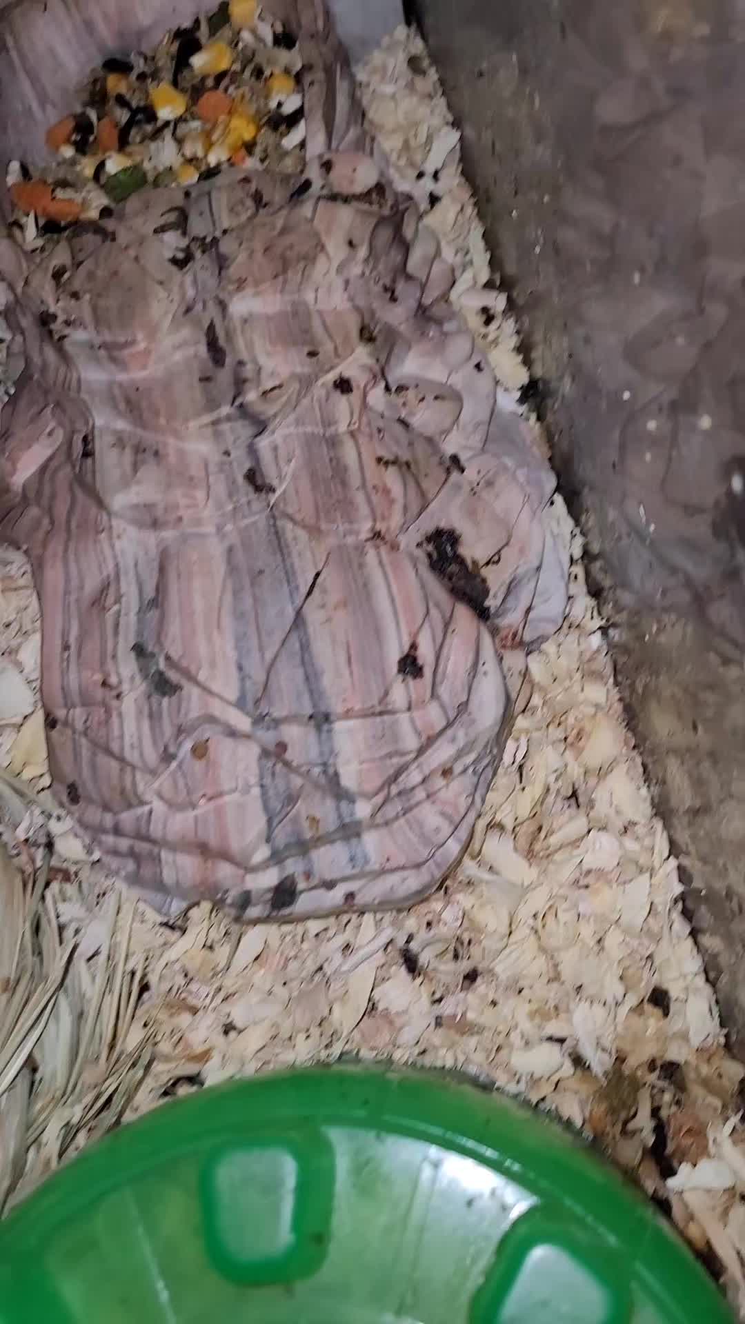 @My Little Exotic Zoo