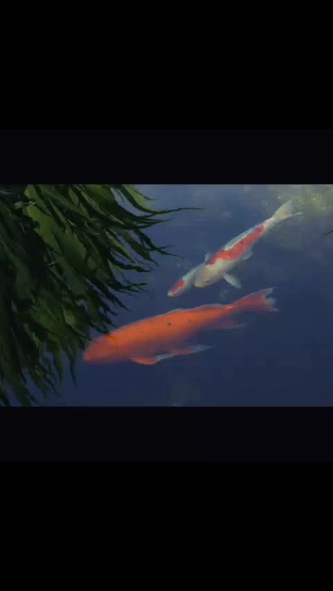 @koooooiiiii