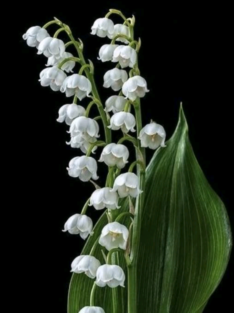 @𝐌𝐮𝐬𝐭𝐚