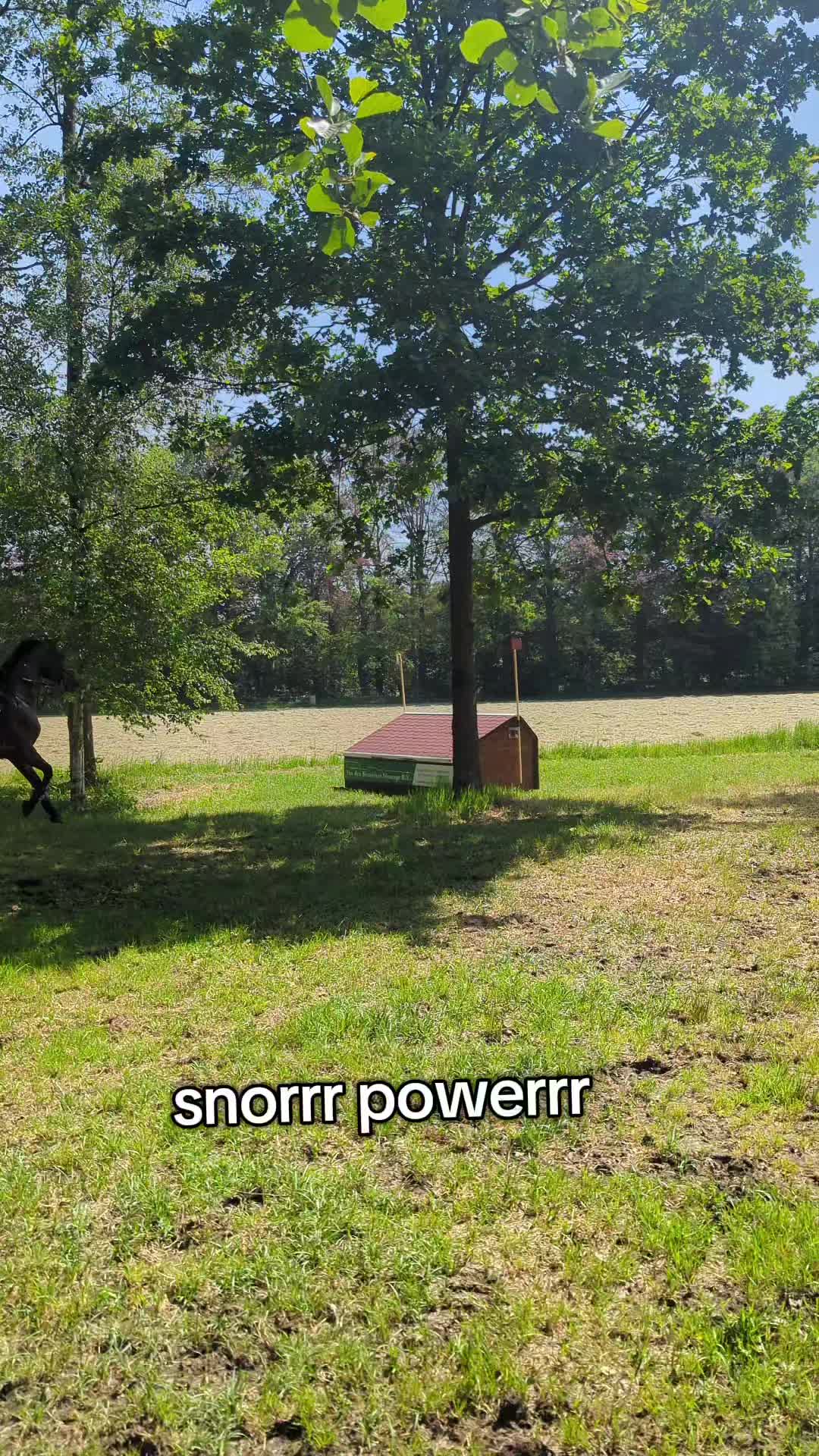 @Elegantia Horses