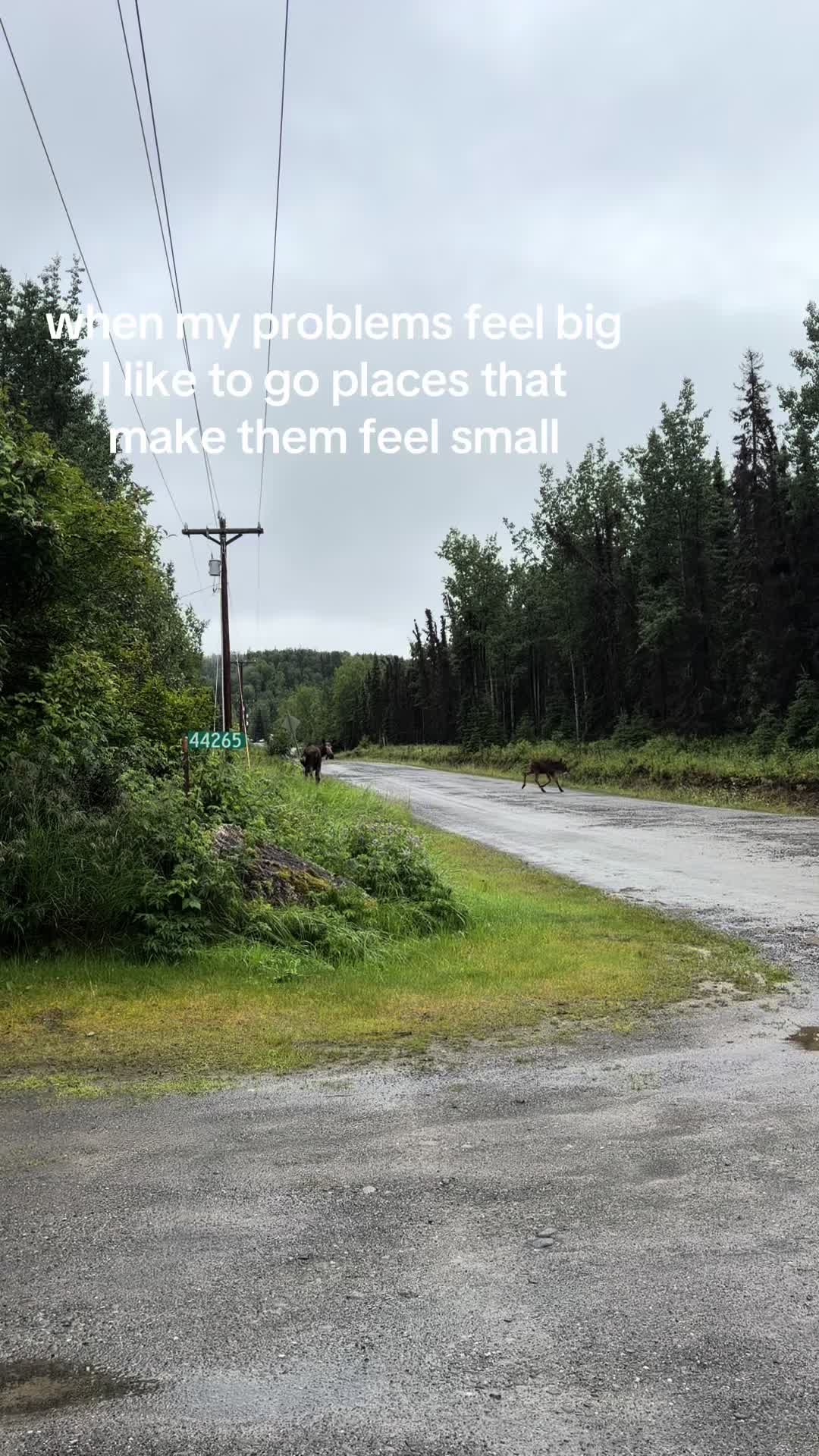 @bella