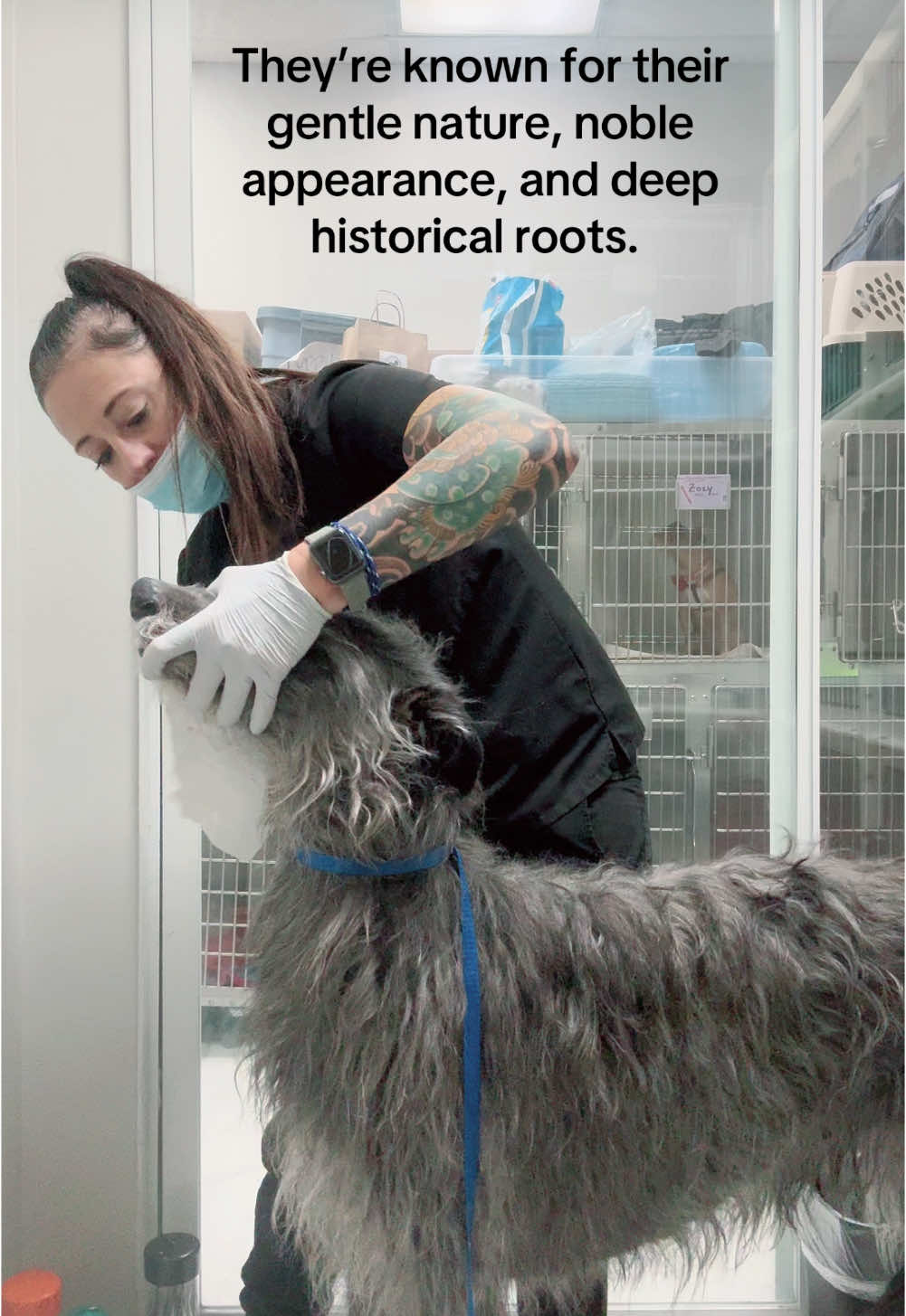 @Elite Pet Dental