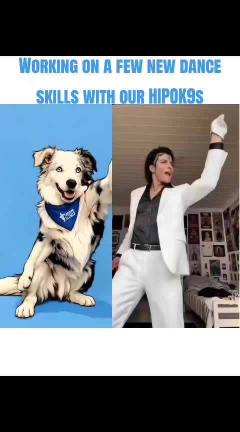 @High Performance Canines