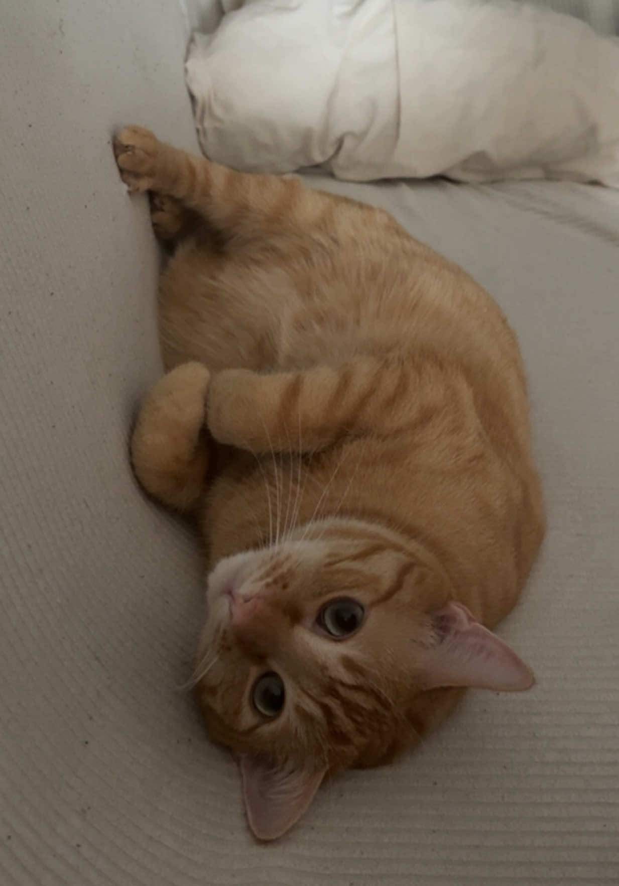 @Bartabé le chat