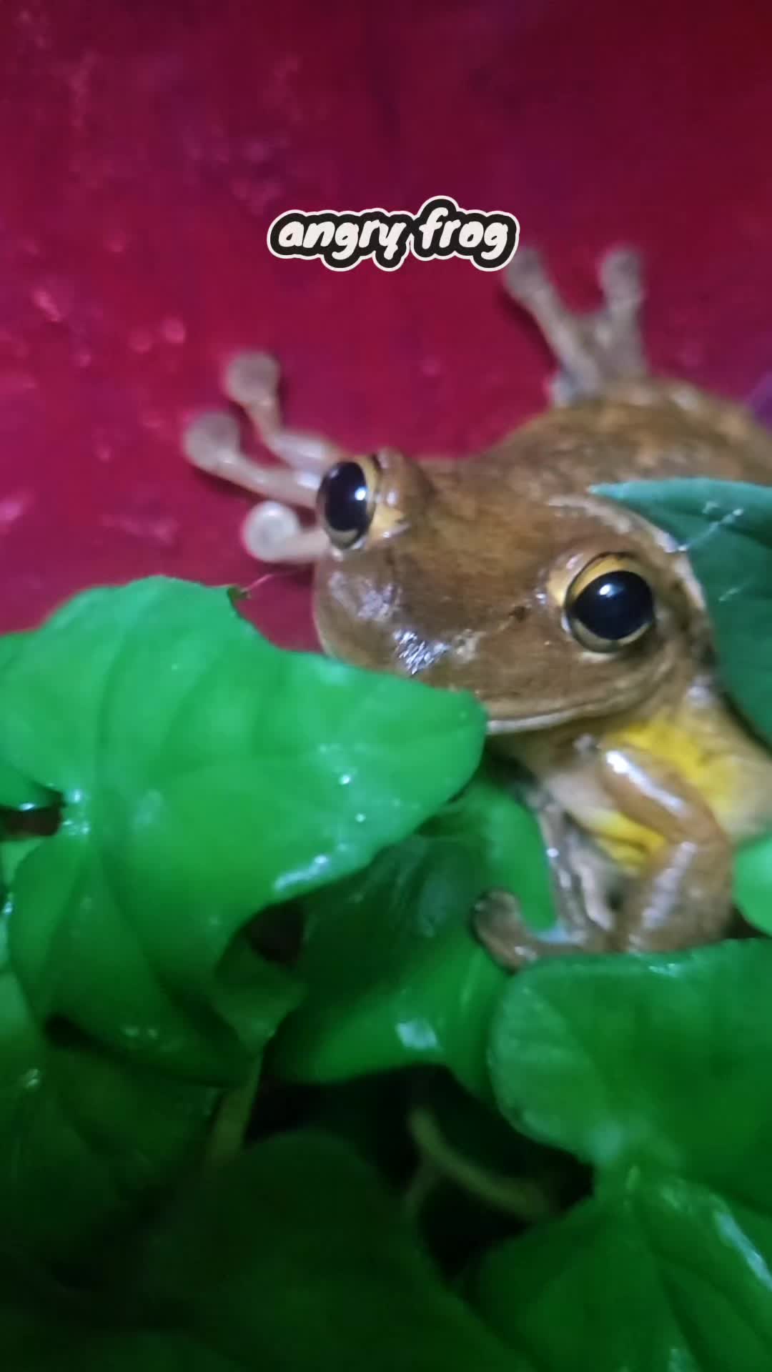 @frogs and autism